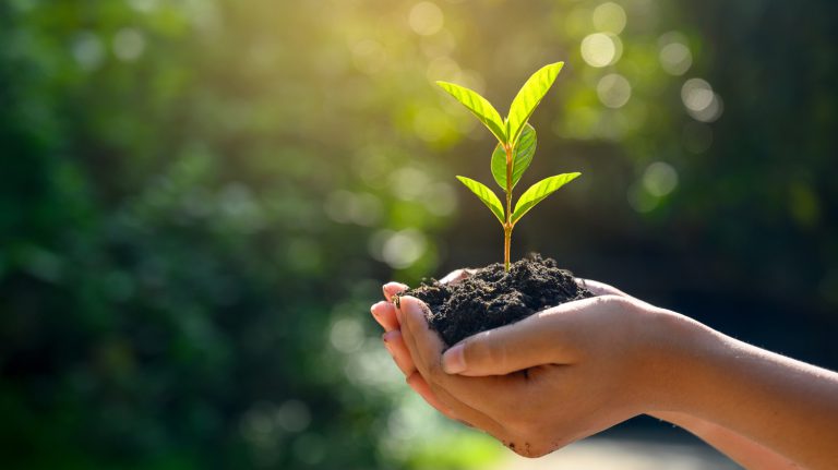 Hender som holder en plante med jord.